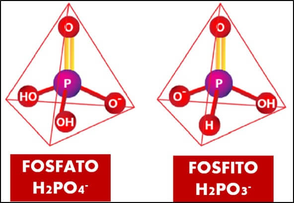 Fosfito Como Bioestimulante En La Agricultura Intagri S C